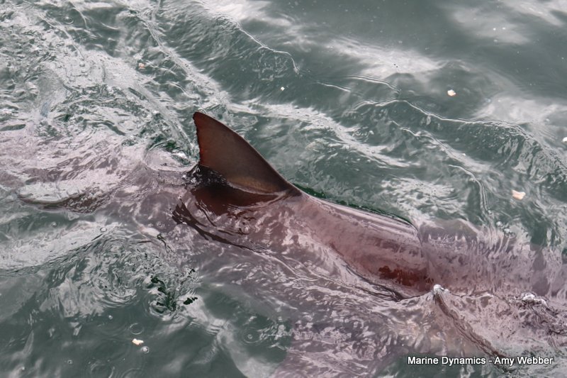 Bronze whaler sharks, South Africa