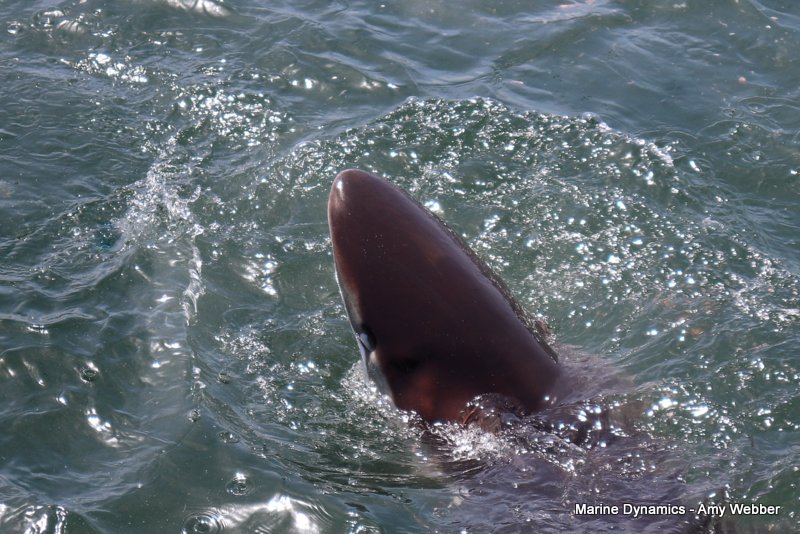 Bronze whaler sharks, South Africa