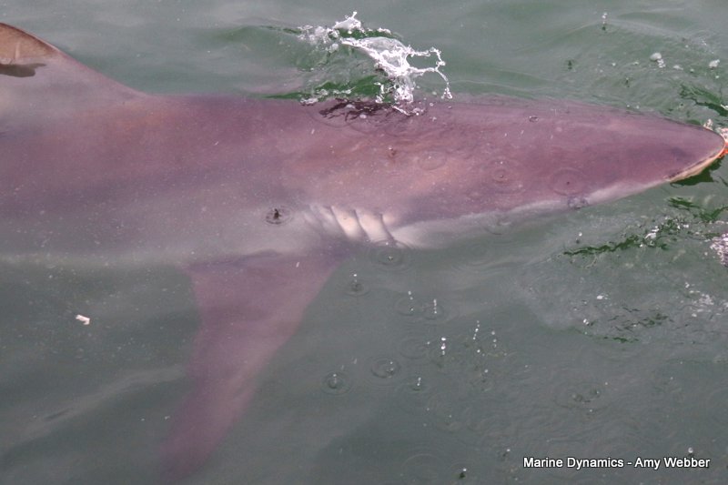 Shark Cage Diving, South Africa