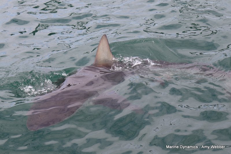 Bronze whaler shark, South Africa