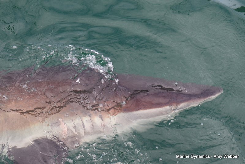 Bronze whaler shark, South Africa