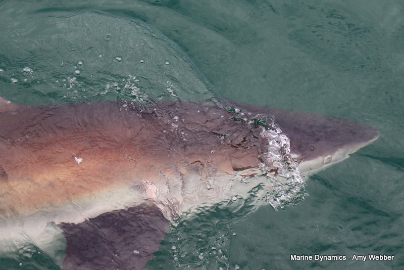 Bronze whaler shark, South Africa