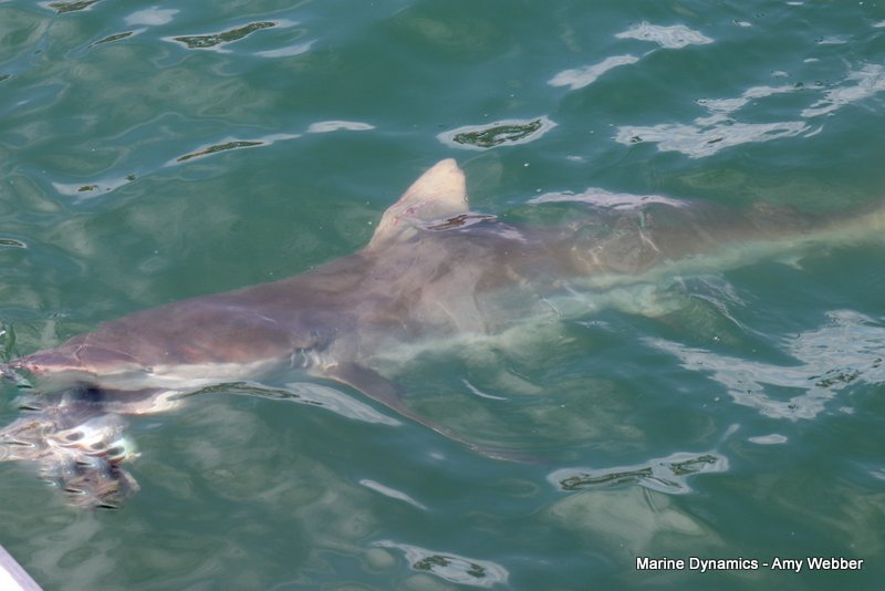 Bronze whaler shark, South Africa