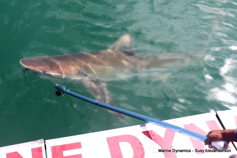 Shark Cage Diving, South Africa