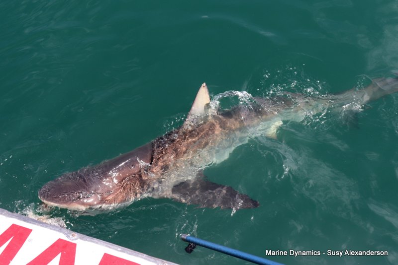 Shark Cage Diving, South Africa