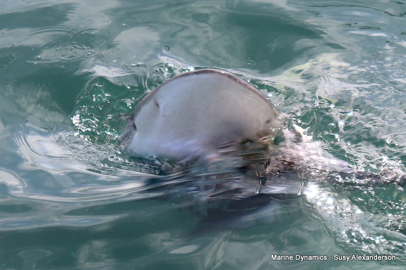 Shark Cage Diving, South Africa