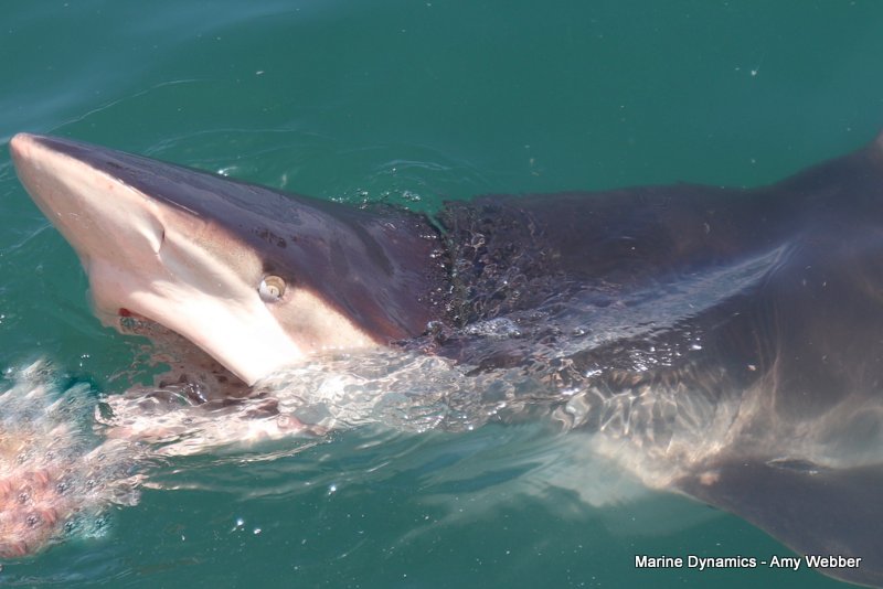 Bronze whaler sharks, South Africa