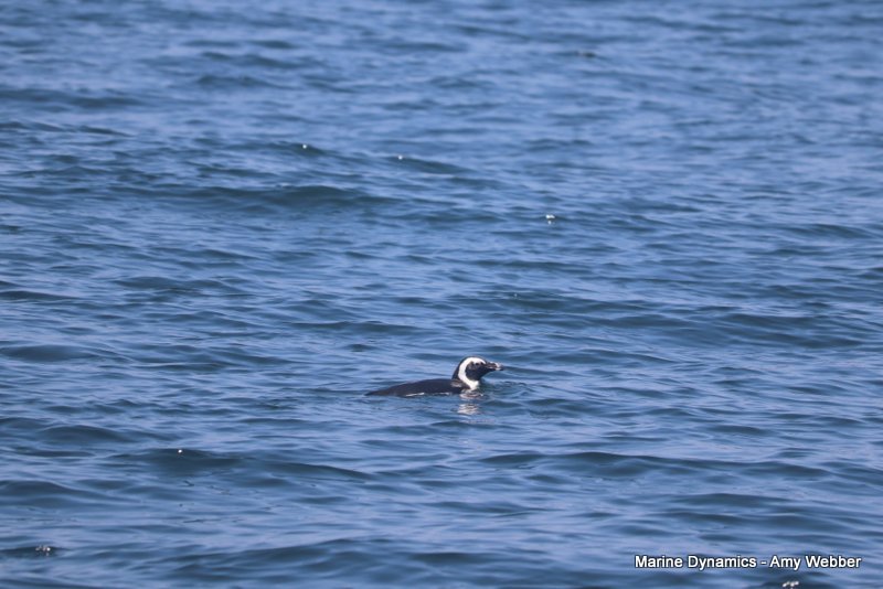 African penguin, South Africa