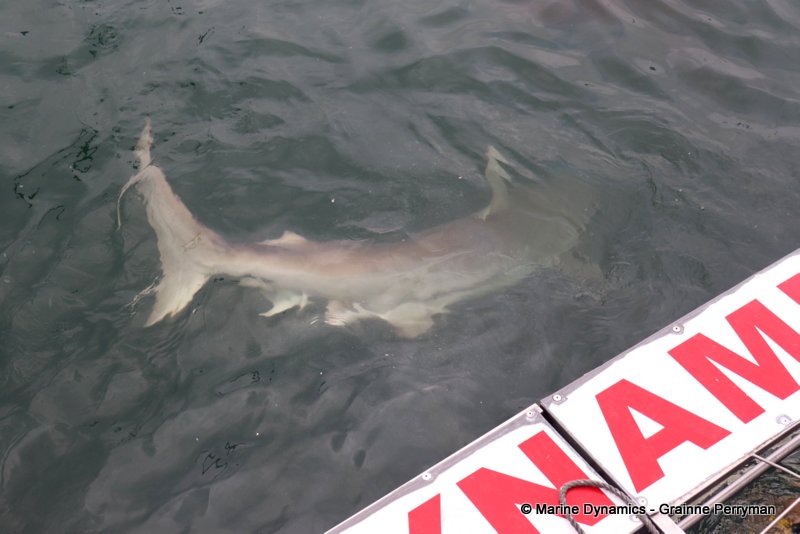 Bronze whaler sharks, South Africa