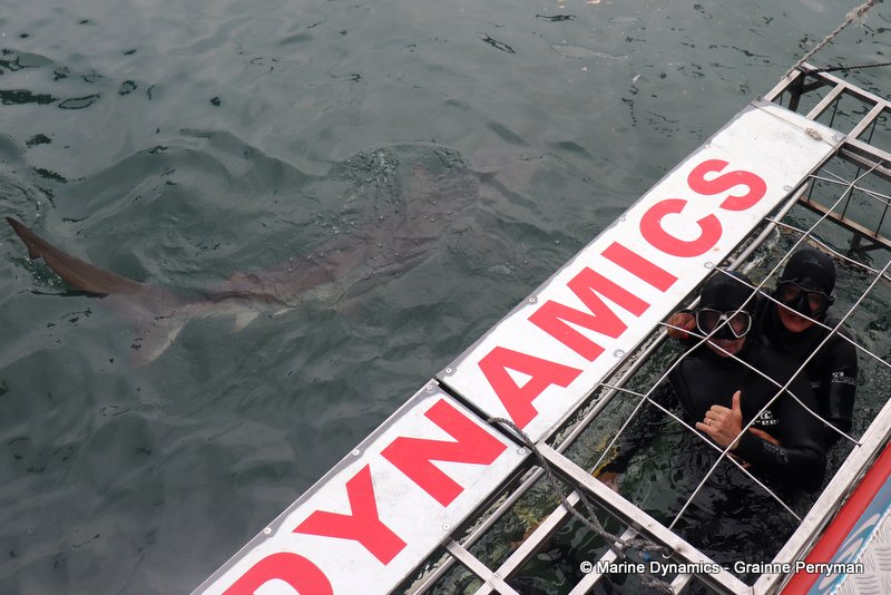 Shark Cage Diving, South Africa