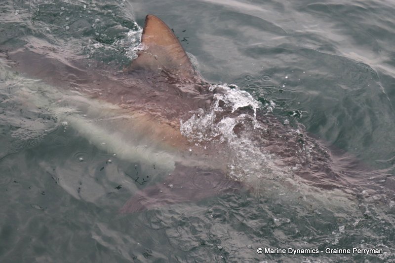Bronze whaler sharks, South Africa