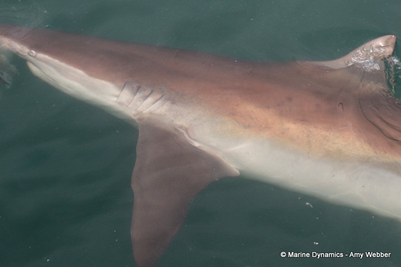 Shark Cage Diving, South Africa