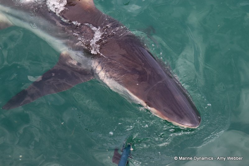 Shark Cage Diving, South Africa