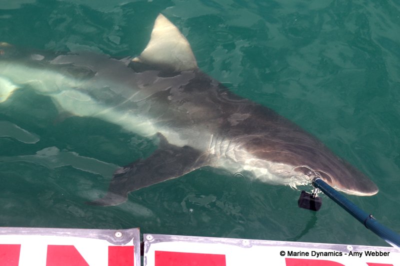 Shark Cage Diving, South Africa
