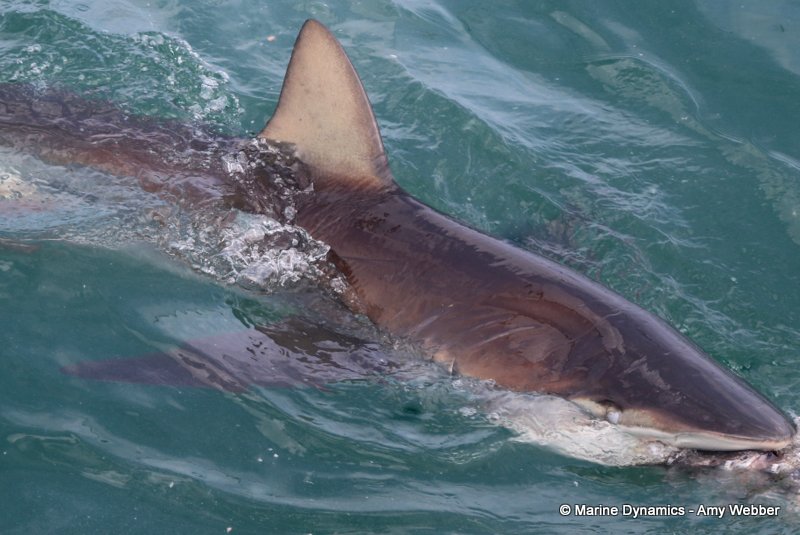 Shark Cage Diving, South Africa