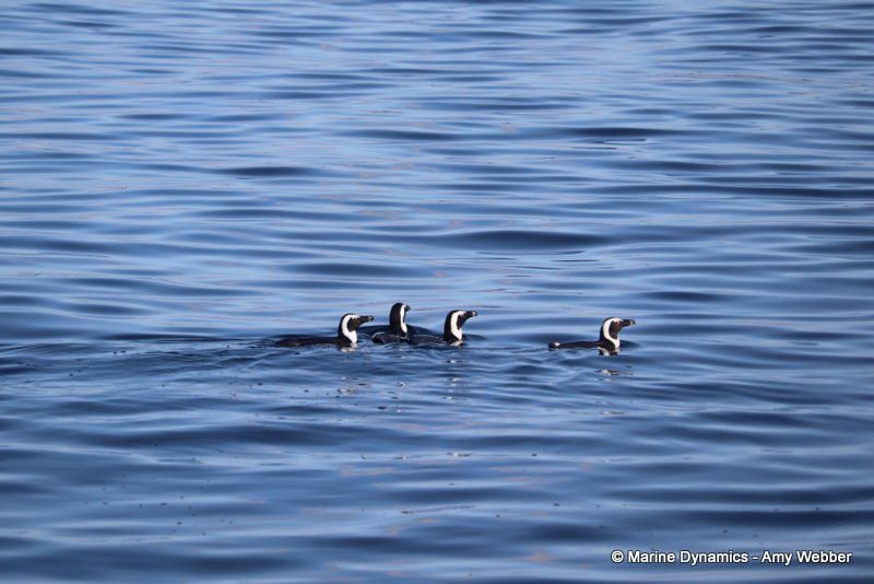 African penguins, South Africa