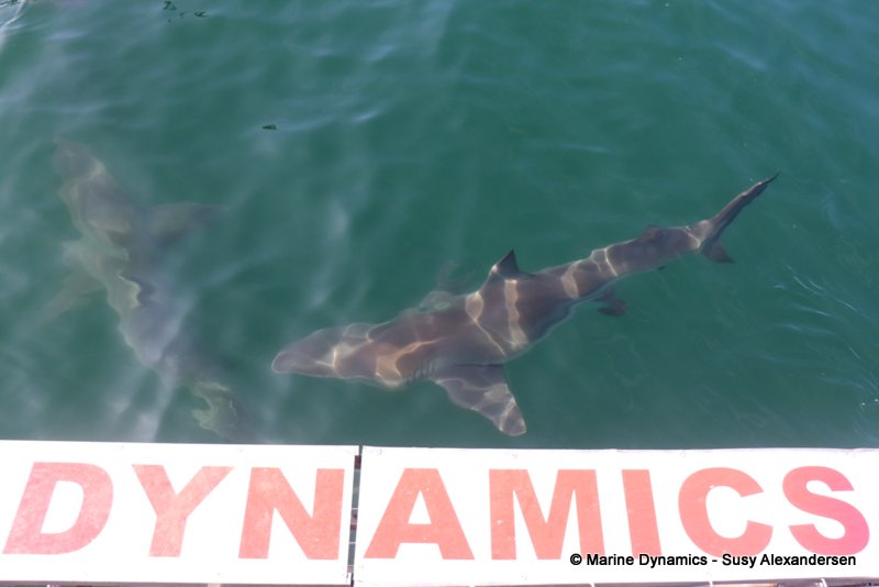 Bronze whaler sharks, South Africa