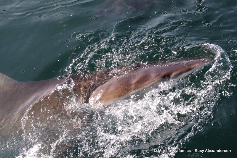 Bronze whaler sharks, South Africa