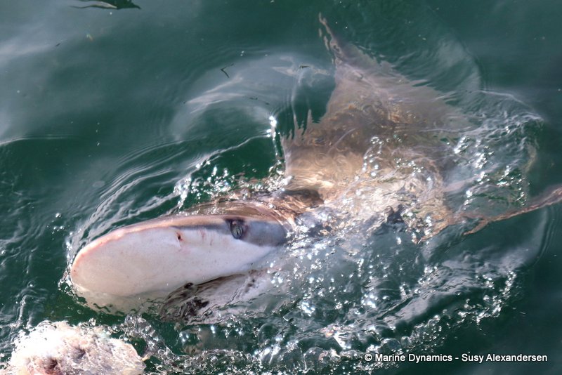 Bronze whaler sharks, South Africa