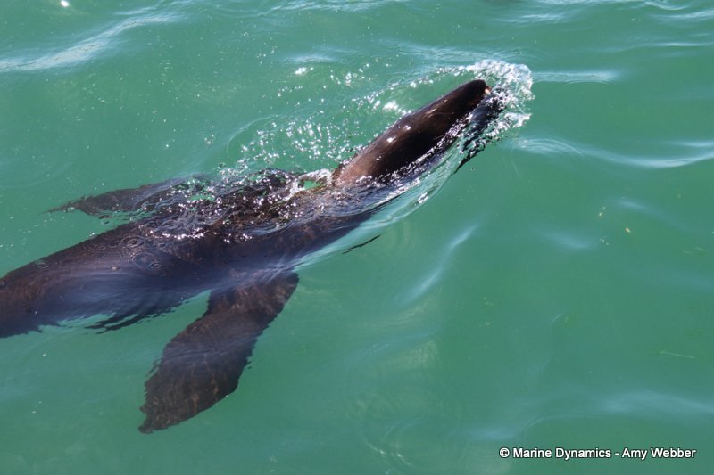 Cape fur seal, South Africa