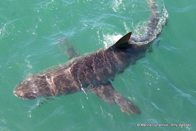 Bronze whaler shark, South Africa