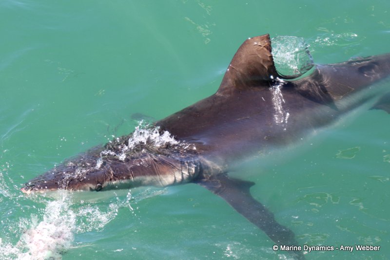 Bronze whaler shark, South Africa