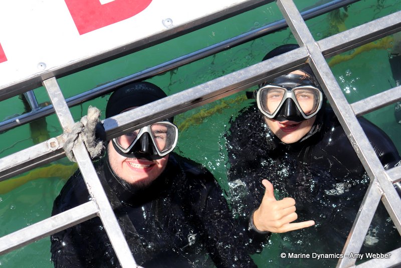 Shark cage diving, South Africa