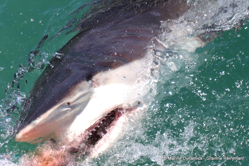 Bronze whaler sharks, South Africa