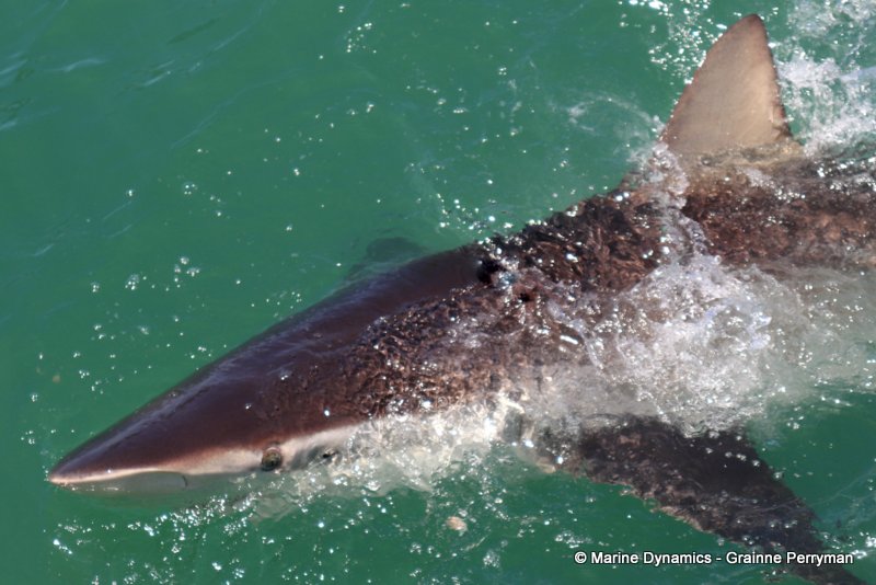 Bronze whaler sharks, South Africa