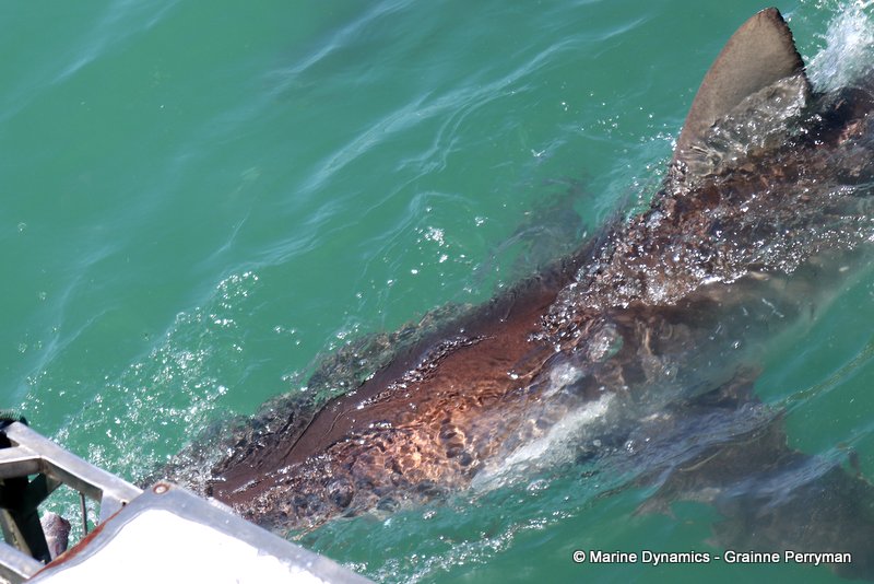 Bronze whaler sharks, South Africa