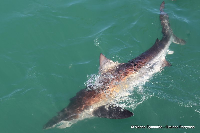 Bronze whaler sharks, South Africa