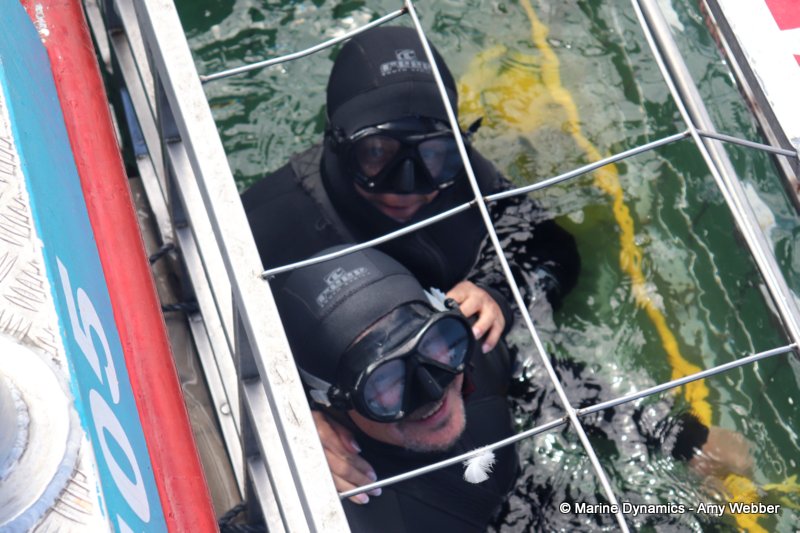 Shark Cage Diving, South Africa