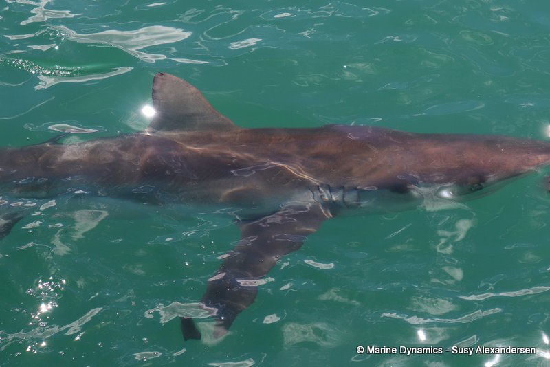 Shark cage diving, south africa