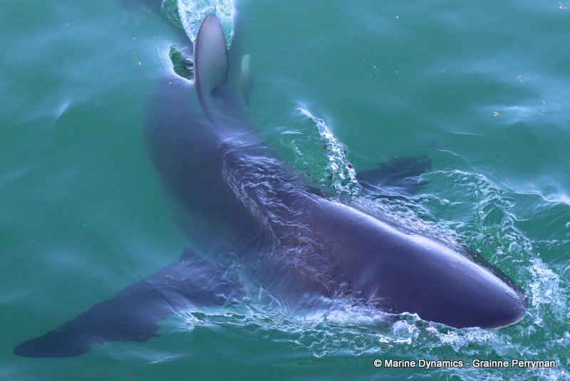 Bronze whaler sharks, South Africa
