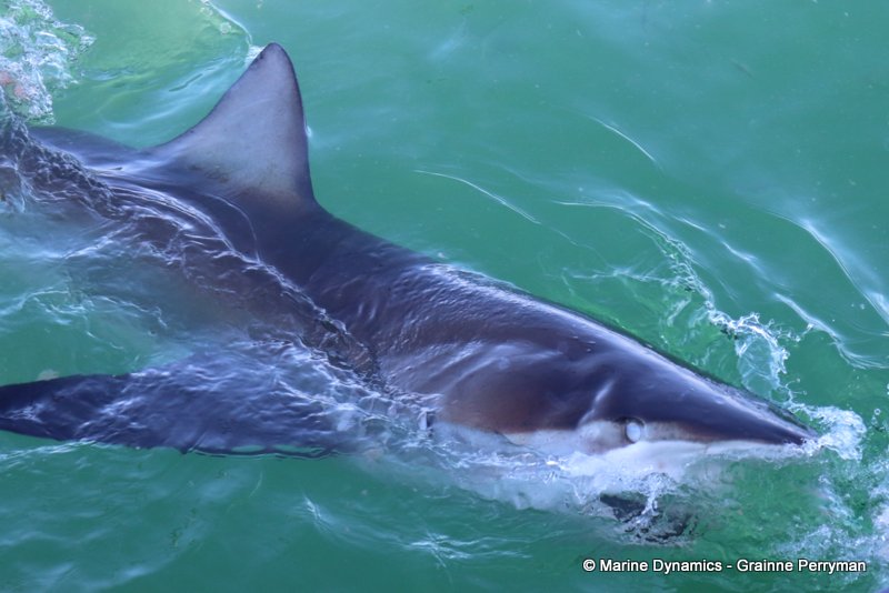 Bronze whaler sharks, South Africa