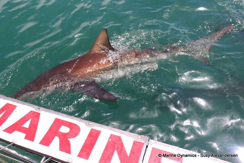 Bronze whaler shark, South Africa