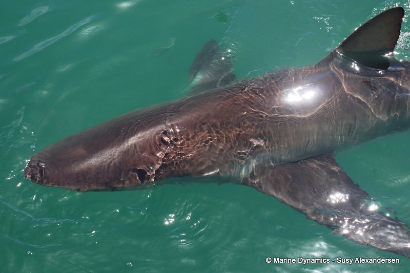 Bronze whaler shark, South Africa