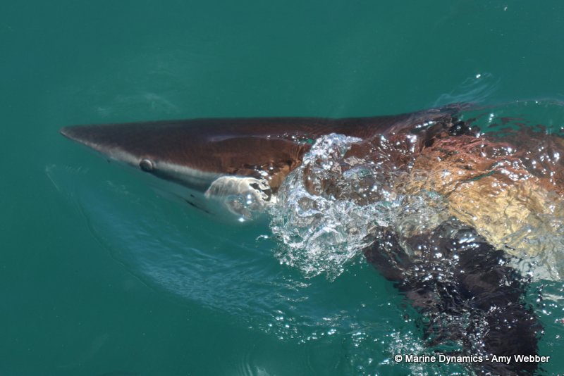 Bronze whaler sharks, South Africa