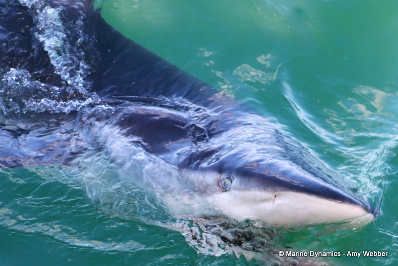 Bronze whaler shark, South Africa