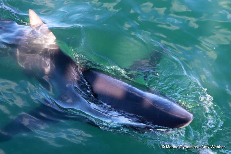 Bronze whaler shark, South Africa