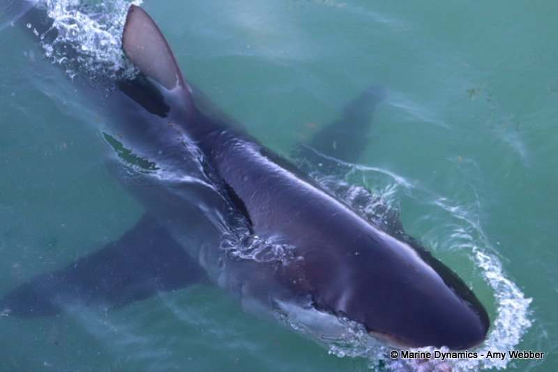 Bronze whaler shark, South Africa