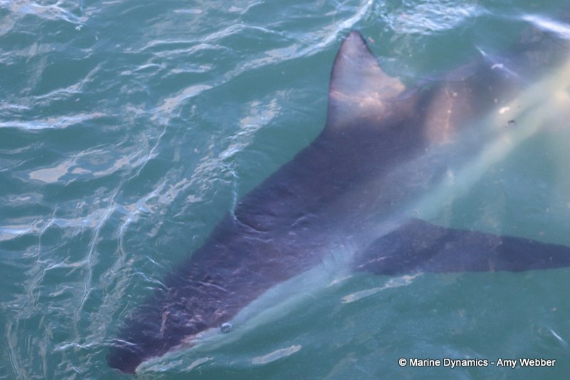 Bronze whaler shark, South Africa