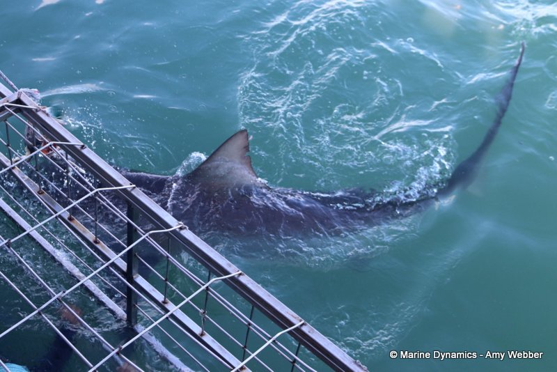 Bronze whaler shark, South Africa