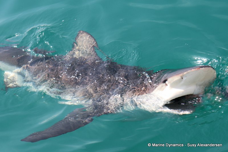 Bronze whaler shark, South Africa