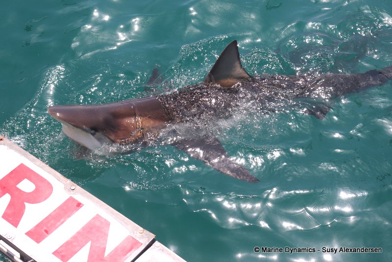 Bronze whaler shark, South Africa