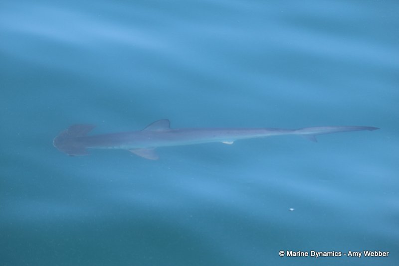 Shark Cage Diving, South Africa