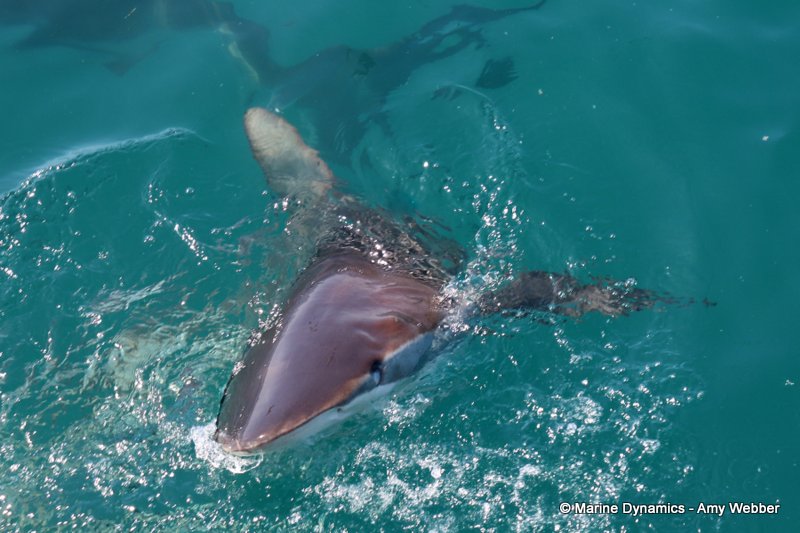 Bronze whaler sharks, South Africa