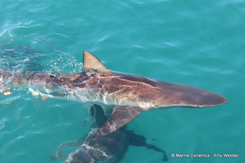 Bronze whaler sharks, South Africa