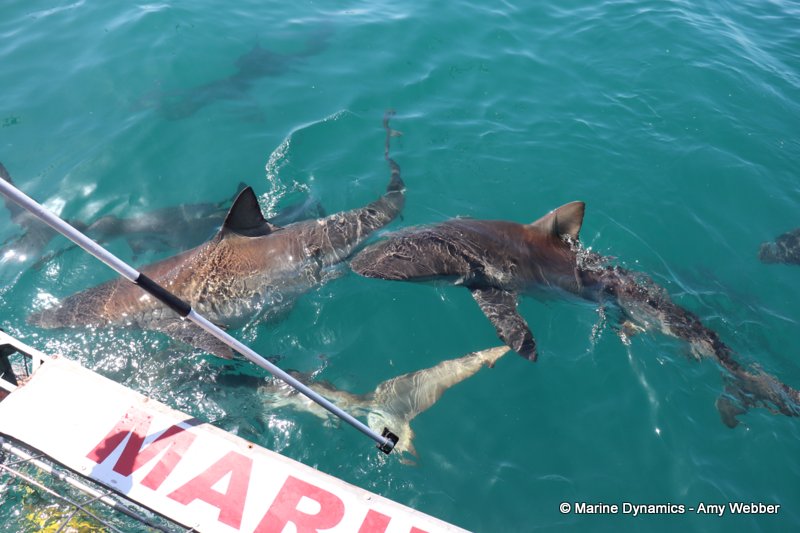 Bronze whaler sharks, South Africa