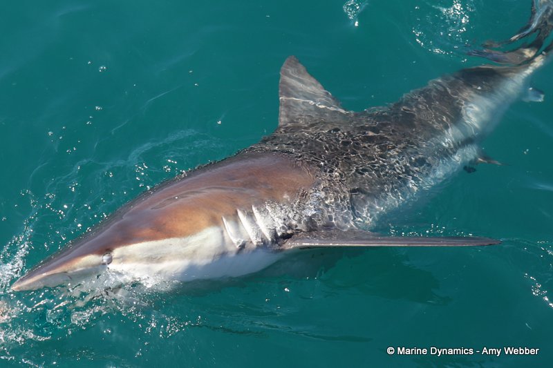 Bronze whaler sharks, South Africa